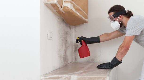 Professional Basement Mold Removal technician working in Martinsville, IL