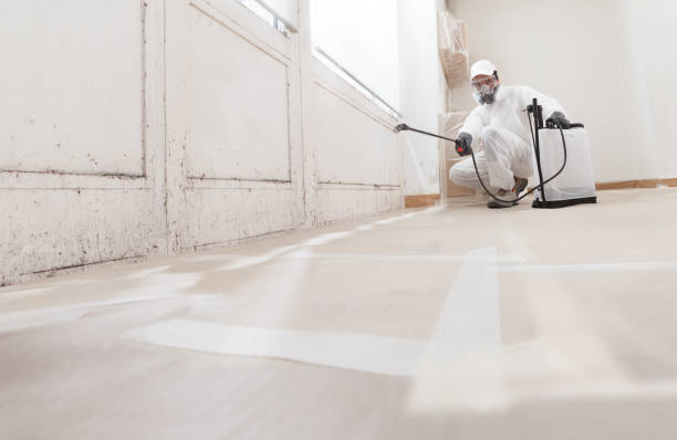 24/7 Emergency Basement Mold Removal experts in Martinsville, IL