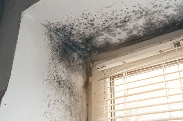 Affordable Basement Mold Removal solutions in Martinsville, IL