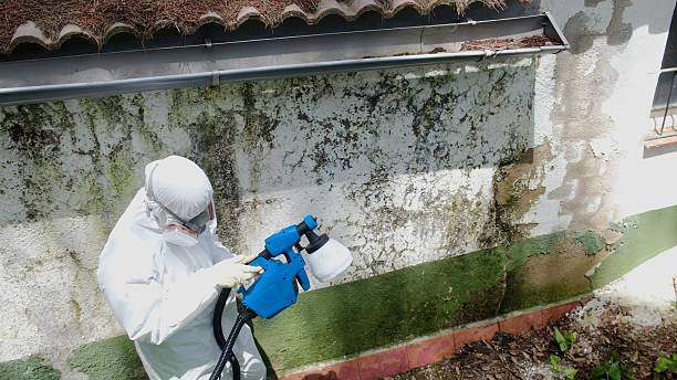 Top rated local Basement Mold Removal specialists in Martinsville, IL